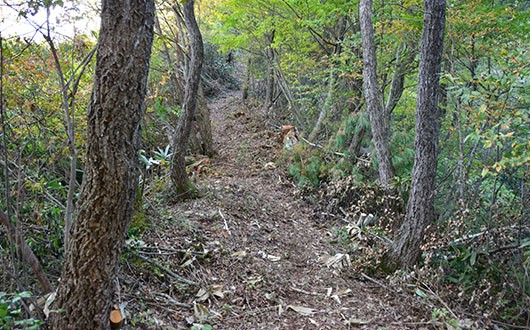 登山道は一本道 (5/7)