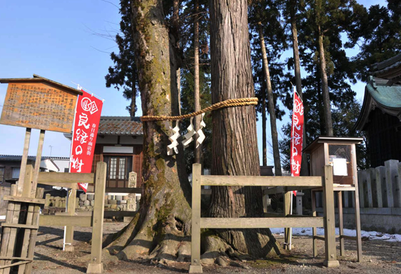 越前おおののパワースポット「良縁の樹（りょうえんのき）」